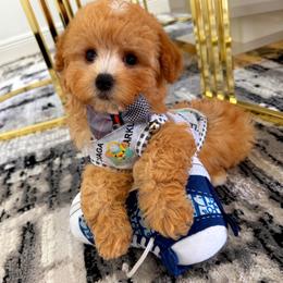 LEO - Parti male Maltipoo puppy in Sugar Land, Texas from Celebrity Maltipoos