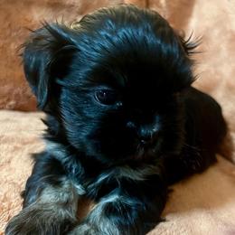 Bart - Black white and silver male Shih Tzu puppy in Easley, South Carolina from Full of Shih Tzus