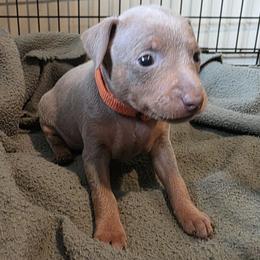 XFM1 9-26 - Orange - Fawn (isabella) and tan male Miniature Pinscher puppy in Middle Point, Ohio from Knisely's Min Pins-AKC