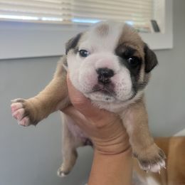 Zoey - Red female Bulldog puppy in Hobe Sound, Florida from Amanda’s Bullies