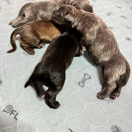 Zuse - Gray brindle male Cane Corso puppy in Pollock Pines, California from Capitol City Cane Corso