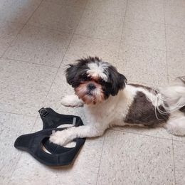 Shih Tzu Puppies from LaDawn’s Little Lions