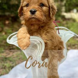 Goldendoodle Puppies from Ruby Pupper Doodles