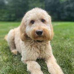 Nani - Goldendoodle