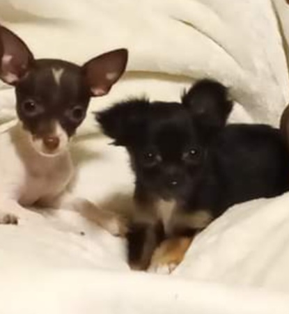Kimber - Girl 3 - Black Chihuahua puppy in Benton, Arkansas from Furever Friends
