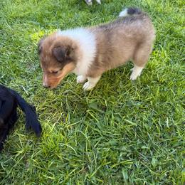 Simba - Sable male Collie puppy in Elko, Nevada from Willow Creek Acres Dachshunds & Collies