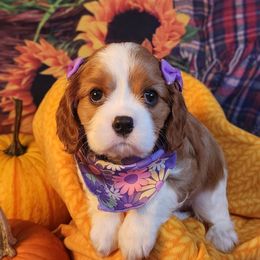 Zoie - Blenheim female Cavalier King Charles Spaniel puppy in Clinton, South Carolina from Empire Hills Cavaliers