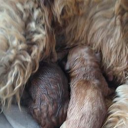 Goldendoodle and Poodle Puppies from Hatten Homestead Doodles