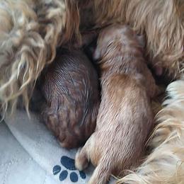 Goldendoodle and Poodle Puppies from Hatten Homestead Doodles