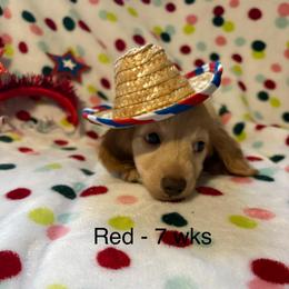 Girl 1 AKC 3995 (Red Collar) - Cream female Dachshund puppy in Ocala, Florida from Island Farms Mimi’s Dachshunds Florida