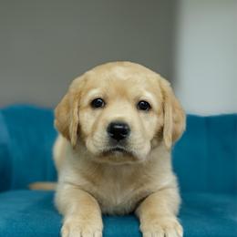 Liberty - Yellow female Labrador Retriever puppy in Allons, Tennessee from UC Labradors LLC