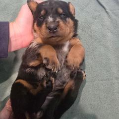 Orange - Harlequin female Beauceron puppy in Batavia, New York from Oakland Beaucerons