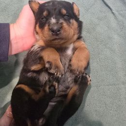 Orange - Harlequin female Beauceron puppy in Batavia, New York from Oakland Beaucerons
