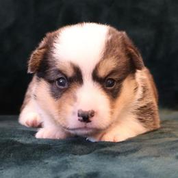 Patriot - Black and tan male Pembroke Welsh Corgi puppy in Arcanum, Ohio from Weissway Corgis