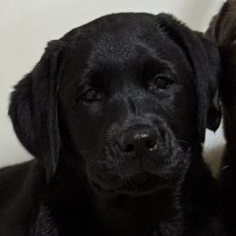 Gem - Black female Labrador Retriever puppy in Silver Springs, New York from Humehill