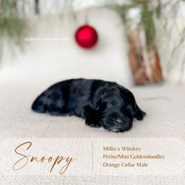 Snoopy - Black male Goldendoodle puppy in Hiddenite, North Carolina from Rose and Reid Doodles
