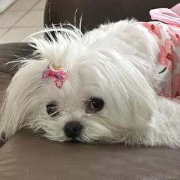 Daisy - Maltese