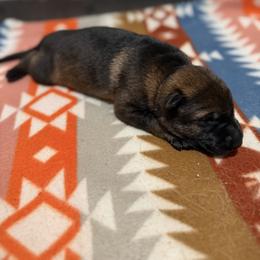 German Shepherd Puppies from Smithcoshepherds