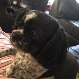 Shih Tzus from Jeanniebelle’s Sweet Shih Tzus