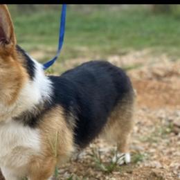 French Bulldogs and Pembroke Welsh Corgis from Hunnicutt Ranch