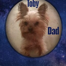 Yorkshire Terrier puppies from Barb's Luvayorkie