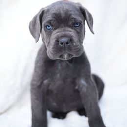 Zeus - Gray brindle male Cane Corso puppy in Kent, Washington from Grande Kennels