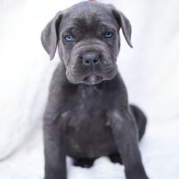 Zeus - Gray brindle male Cane Corso puppy in Kent, Washington from Grande Kennels