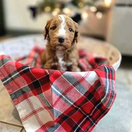 Chestnut - Red  male Goldendoodle puppy in Sugarcreek, Ohio from True Hearted Doodles