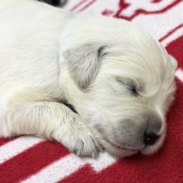 Girl Reservation 3 - Light golden female Golden Retriever puppy in Waterloo, Indiana from All 4 Paws of Pheasant Run