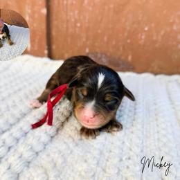 Mickey - Tri-color male Bernedoodle puppy in Wamego, Kansas from Doodles of Oz