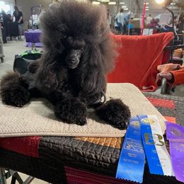 Dean - Poodle
