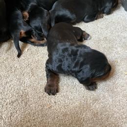 Girl 5 - Black and tan female Gordon Setter puppy in Gordonville, Pennsylvania from Blue Ribbon Setters