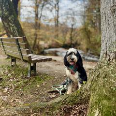 Assorted Doodle Crosses, Aussiedoodle, Australian Mountain Doodle, and Miniature Australian Shepherd Puppies from Aspen Mountain Doodles LLC