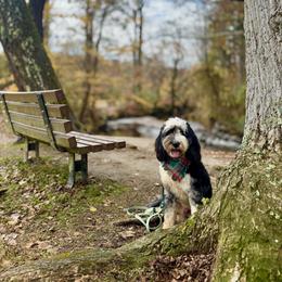 Assorted Doodle Crosses, Aussiedoodle, Australian Mountain Doodle, and Miniature Australian Shepherd Puppies from Aspen Mountain Doodles LLC
