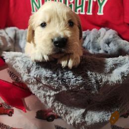 Reggie - Golden male Golden Retriever puppy in Lucasville, Ohio from Halo Kennels