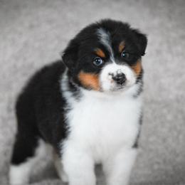 Girl 1 - Black tri-color female Australian Shepherd puppy in Rochester, Massachusetts from Clover Creek Aussies