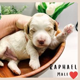 Raphael - Parti male Goldendoodle puppy in Hilton, New York from The House of Goldendoodle