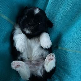 Porter - Black and white male Shih Tzu puppy in Hematite, Missouri from Free Range Shih Tzus