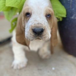 Basset Hound Puppies from Savage Sisters Basset Hounds