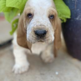 Basset Hound Puppies from Savage Sisters Basset Hounds