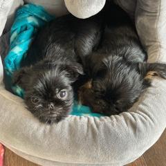 Brussels Griffon Puppies from Brussels and Broodle's and Shiffon's oh my