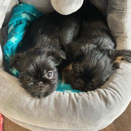 Brussels Griffon Puppies from Brussels and Broodle's and Shiffon's oh my