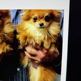 Chihuahuas, Companion Crosses, and Pomeranians from Heartland Pomeranians and Chihuahuas
