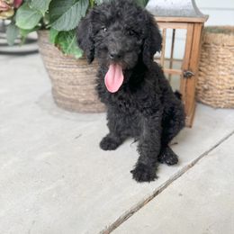 Labradoodle Puppies from M4 Doodles
