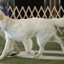 Nashoba or shoba - German Shepherd