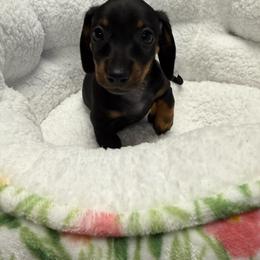 Cleo - Black and tan female Dachshund puppy in Ozark, Alabama from The Southern Sasuage Co