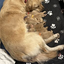 Golden Retriever Puppies from Coyote Creek Farm and Kennel