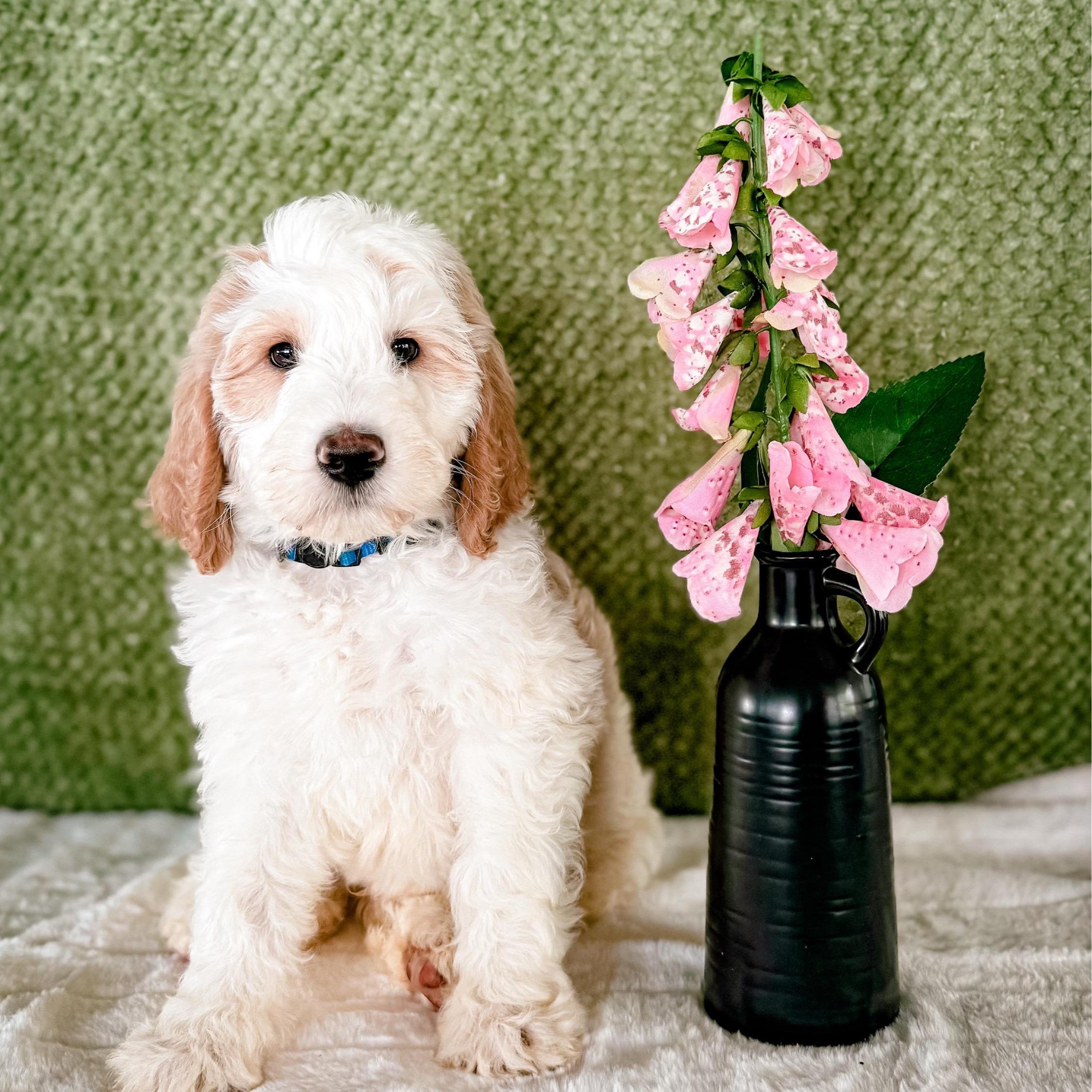 Foxglove (Fox) - Parti male Labradoodle puppy in Elizabeth City, North Carolina from Howdy Doodles