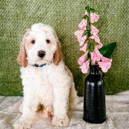 Foxglove (Fox) - Parti male Labradoodle puppy in Elizabeth City, North Carolina from Howdy Doodles