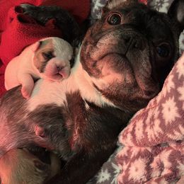 French Bulldog Puppies from Pawcific Coast Bullies